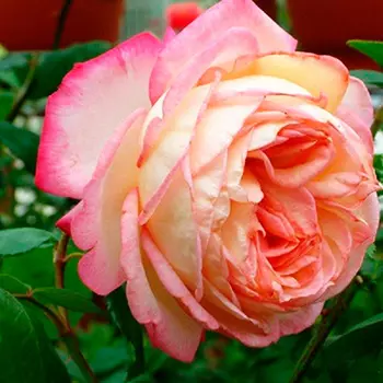 Роза Рина Херхолдт (плетистая)