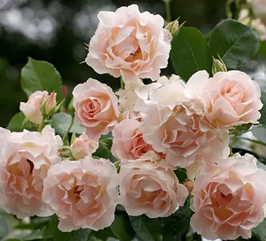 Роза Рококо (парковая)