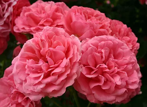 Роза Розариум Ютерсен (плетистая)