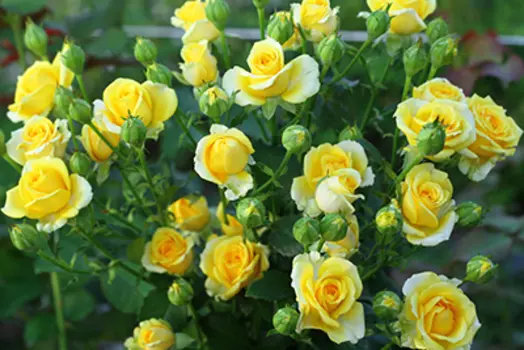 Роза Сан Сити (миниатюрная)