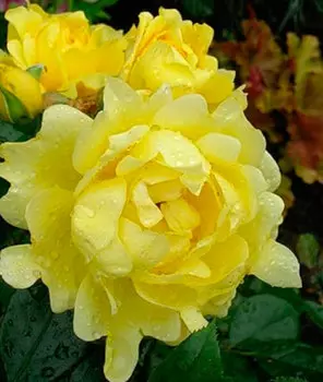 Роза Сплендид Раффлс (флорибунда)