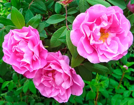 Роза Тереза Багнет (канадская, парковая)