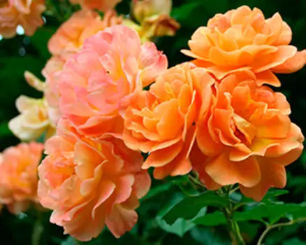 Роза Вестерленд (парковая)