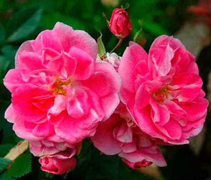 Роза Вильям Баффин (канадская, плетистая)