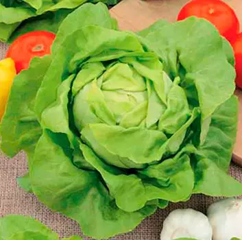 Салат Берлинский Желтый (кочан) 1 гр.