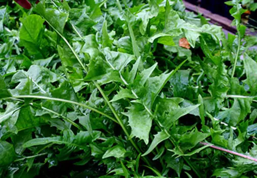 Салат цикорный Доктор Диабета (0,5 гр.)