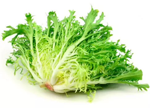 Салат Эндивий Весенний 0,5 гр.