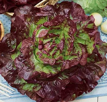 Салат Кадо (кочан) 1 гр.