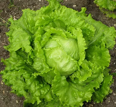 Салат Соната (кочан) 1 гр.