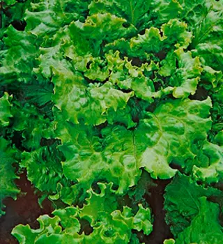 Салат Тайфун (1 гр.)