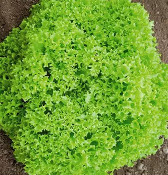 Салат Танго (листовой) 1 гр.