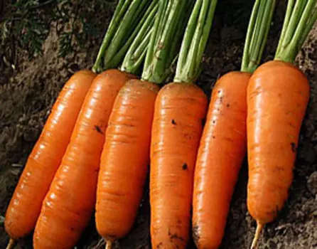 Семена на ленте - Морковь Шантенэ Роял (8 м.)