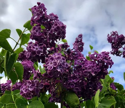 Сирень обыкновенная Байконур