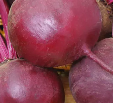 Свекла Бордовая звезда (3 гр.)