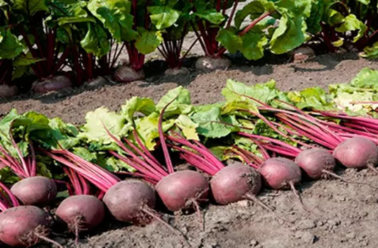 Свекла Одноростковая (3 гр.)