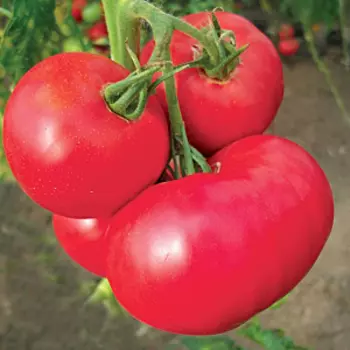 Томат Кукла F1 (0,1 гр.)