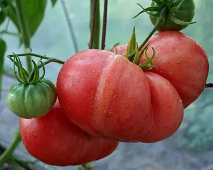 Томат Малиновый Гигант (0,1 гр.)