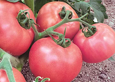 Томат Подарок женщине F1 (0,05 гр.)