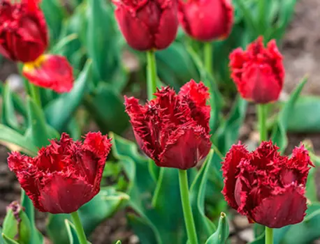 Тюльпан бахромчатый Барбадос (в упаковке 10 луковиц)