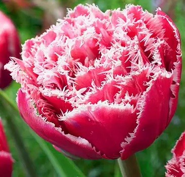 Тюльпан бахромчатый Брест (в упаковке 10 луковиц)