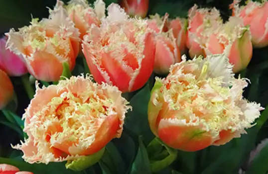 Тюльпан бахромчатый Брисбен (в упаковке 10 луковиц)