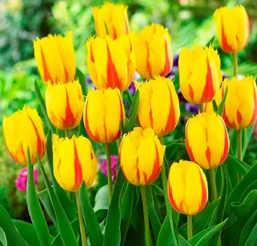 Тюльпан бахромчатый Фламенко (в упаковке 10 луковиц)