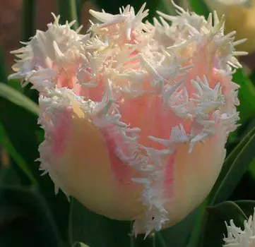 Тюльпан бахромчатый Галери (в упаковке 10 луковиц)