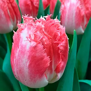 Тюльпан бахромчатый Неглиже (в упаковке 5 луковиц)