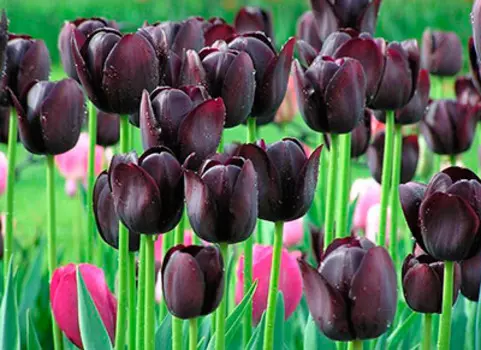 Тюльпан Кафе Нуар простой, поздний (в упаковке 10 луковиц)