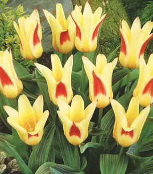 Тюльпан кауфмана Иоганн Штраус (в упаковке 10 луковиц)