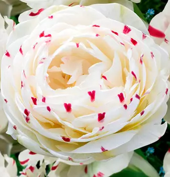 Тюльпан махровый ДансЛайн (в упаковке 5 луковиц)