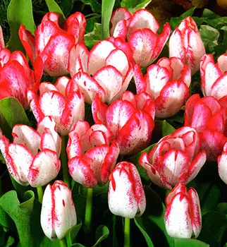 Тюльпан триумф Дениз (в упаковке 10 луковиц)