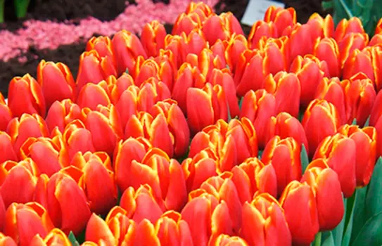 Тюльпан триумф Веранди (в упаковке 5 луковиц)