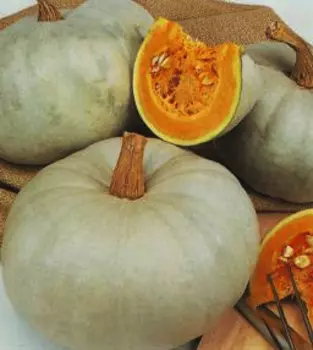 Тыква Изящная (до 6-8 кг) 10 шт.