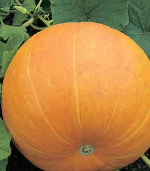 Тыква Марсельеза (до 15 кг) 10 шт.