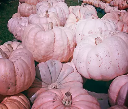 Тыква Розовая Фея (2-3 кг) 1 гр.