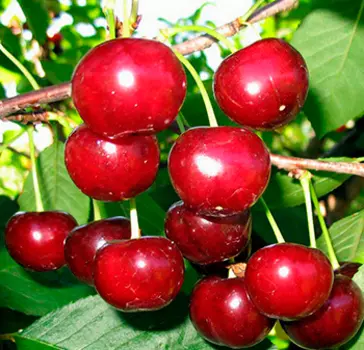 Вишня Факел (Дюк) (вишня x черешня) среднеспелый сорт