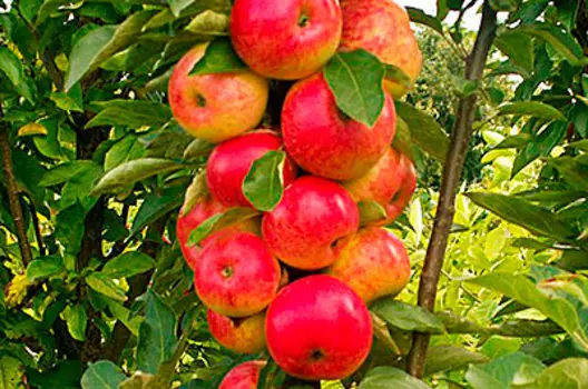 Яблоня колонновидная Арбат (осенний сорт)