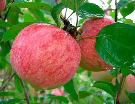 Яблоня Коричное полосатое (раннеосенний сорт)
