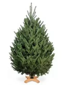 Елка Живая Новогодняя пихта Фразера (2,50 - 2,75 м)