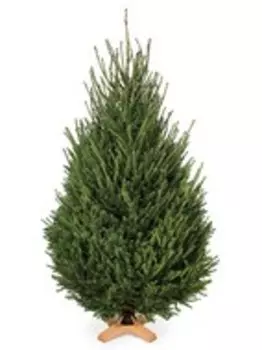 Живая Елка Новогодняя Стриженая (5,50 - 6,00 м)
