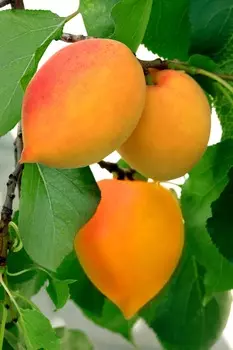 Абрикос Академик