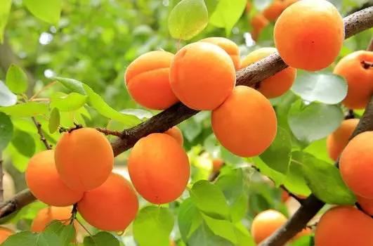 Абрикос Артём