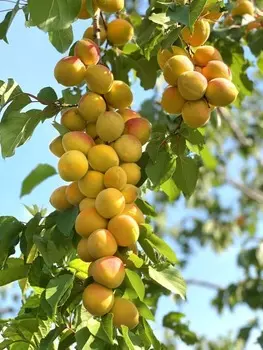 Абрикос Бай