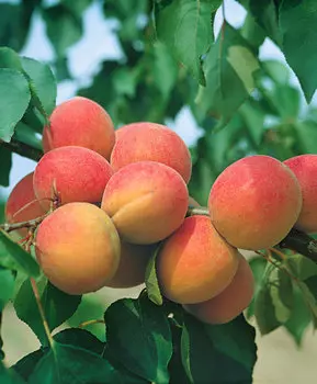 Абрикос Горный Абакан