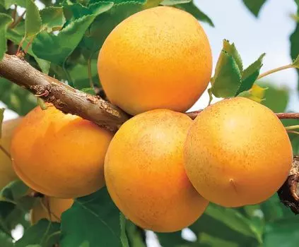 Абрикос Кичигинский