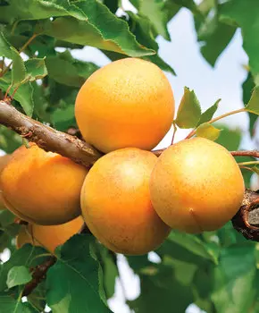 Абрикос Кичигинский