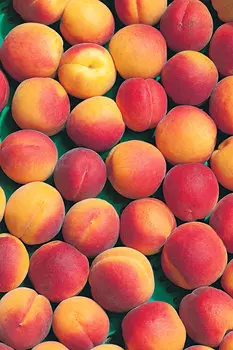 Абрикос Краснощёкий