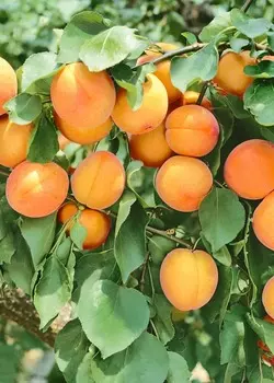 Абрикос Мелитопольский ранний