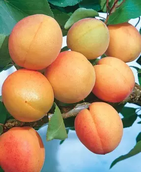 Абрикос Погремок